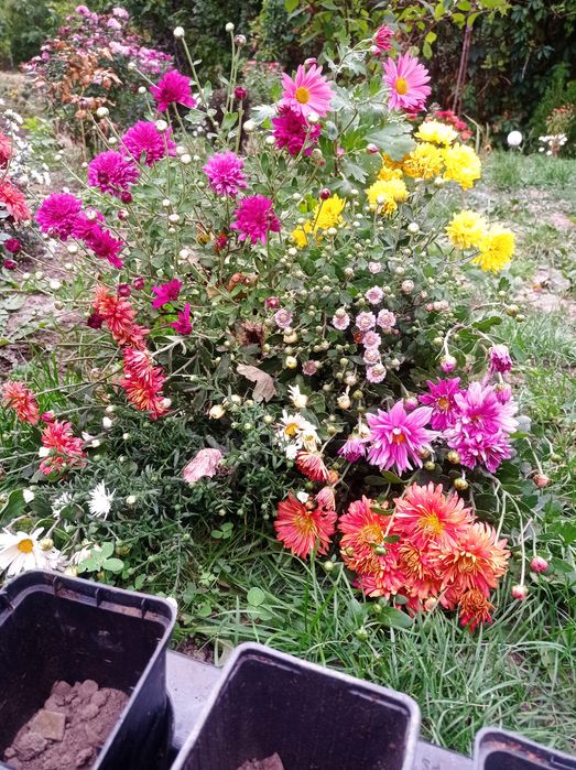 Продам хризантема мультифлора не сформовані кущіки