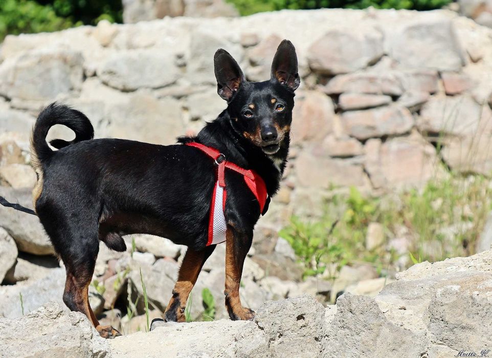 Śliczny MIKI w typie pinczer do adopcji!