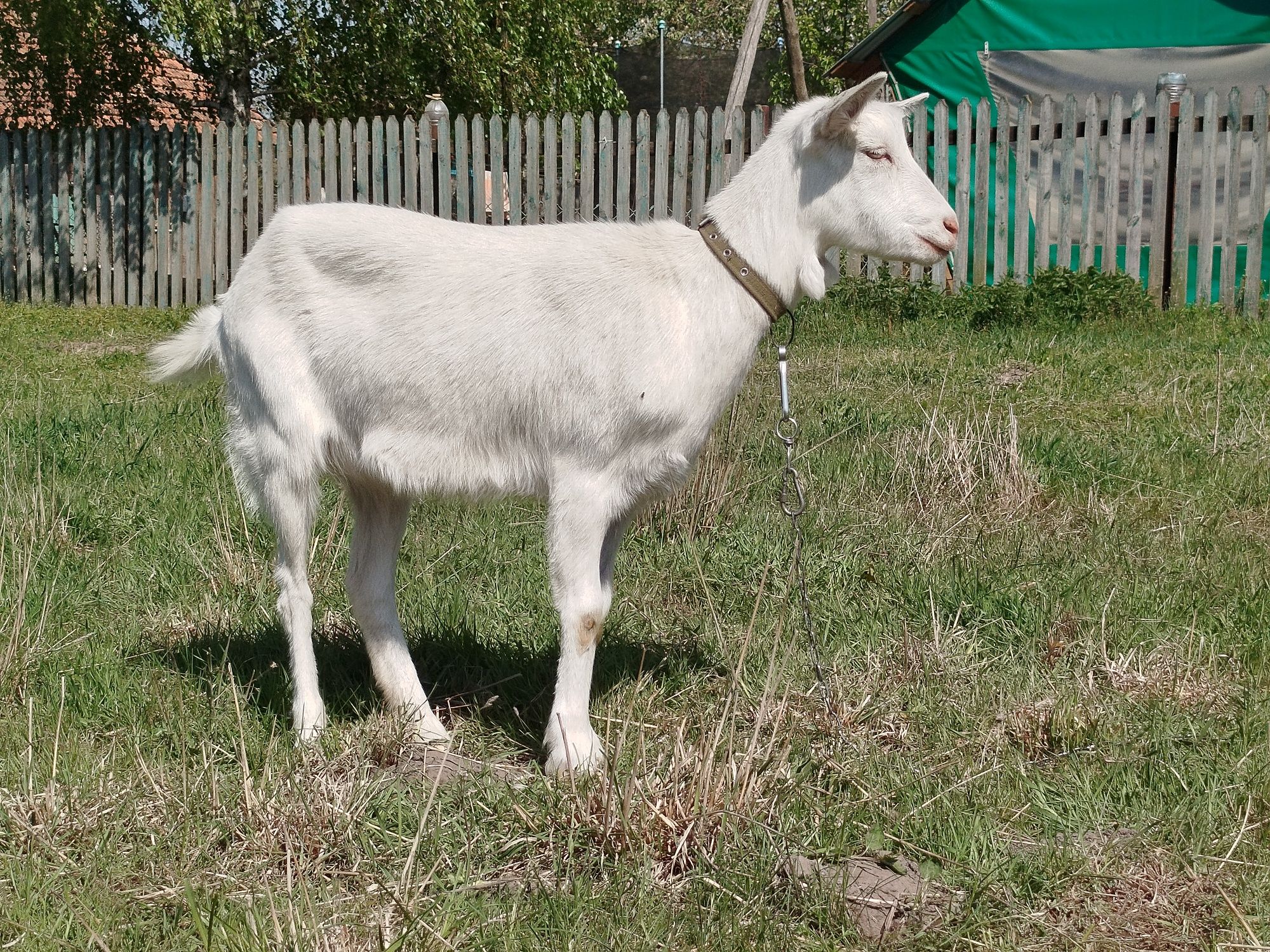 Коза Кізка річна