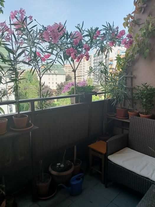 Oleander na pniu wysokość 2m