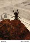 Monocentropus balfouri samica 4-4,5DC