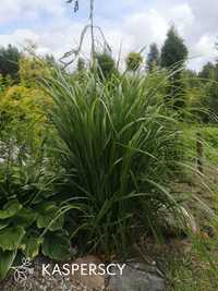 Trawy - Trzcinnik krótkowłosy Calamagrostis brachytricha