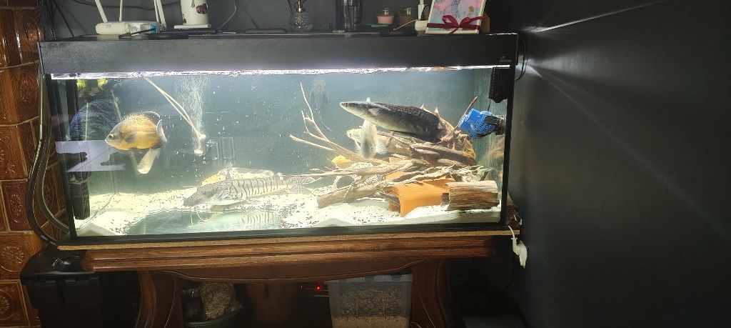 Akwarium 540L plus filtr