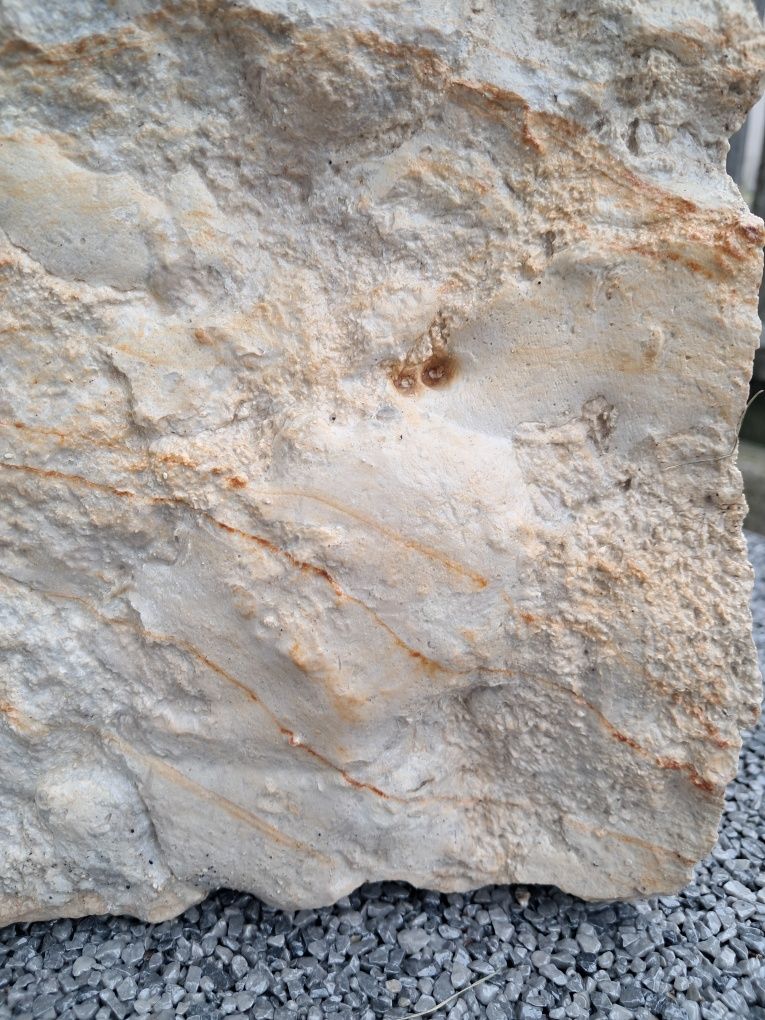 Skamieliny wapienne