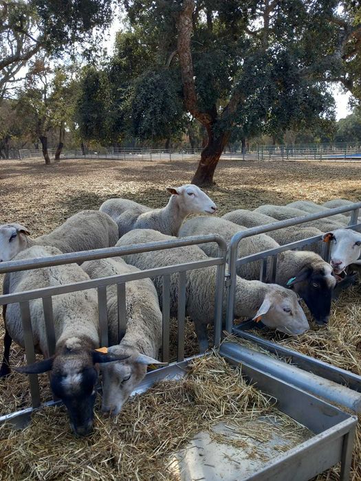 Vendo ovelhas INRA 401