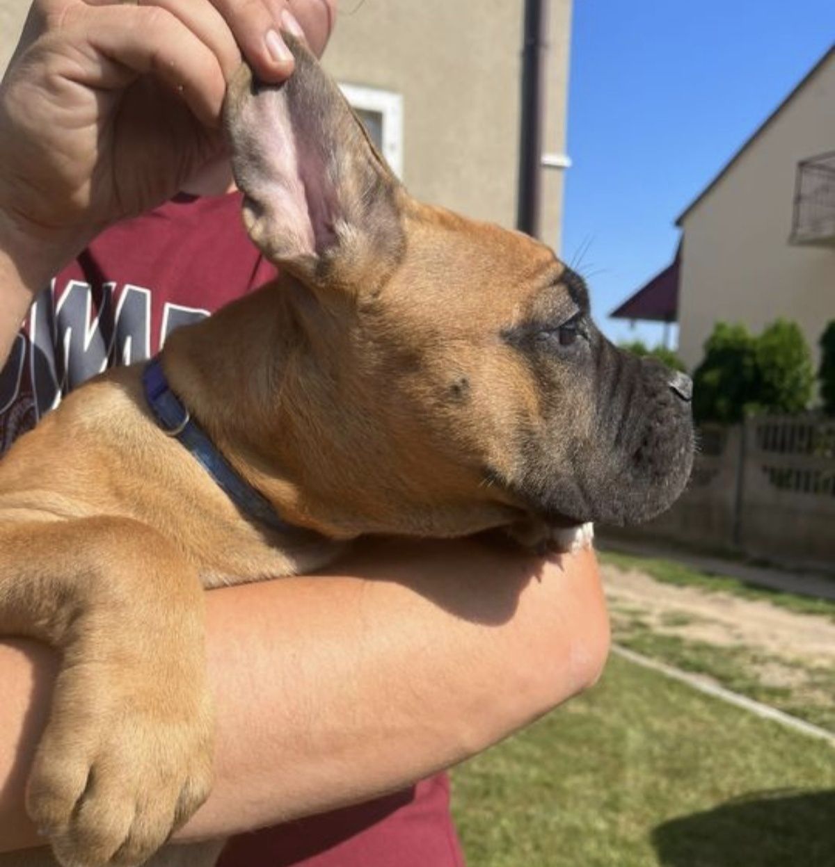 Cane Corso mocny pies