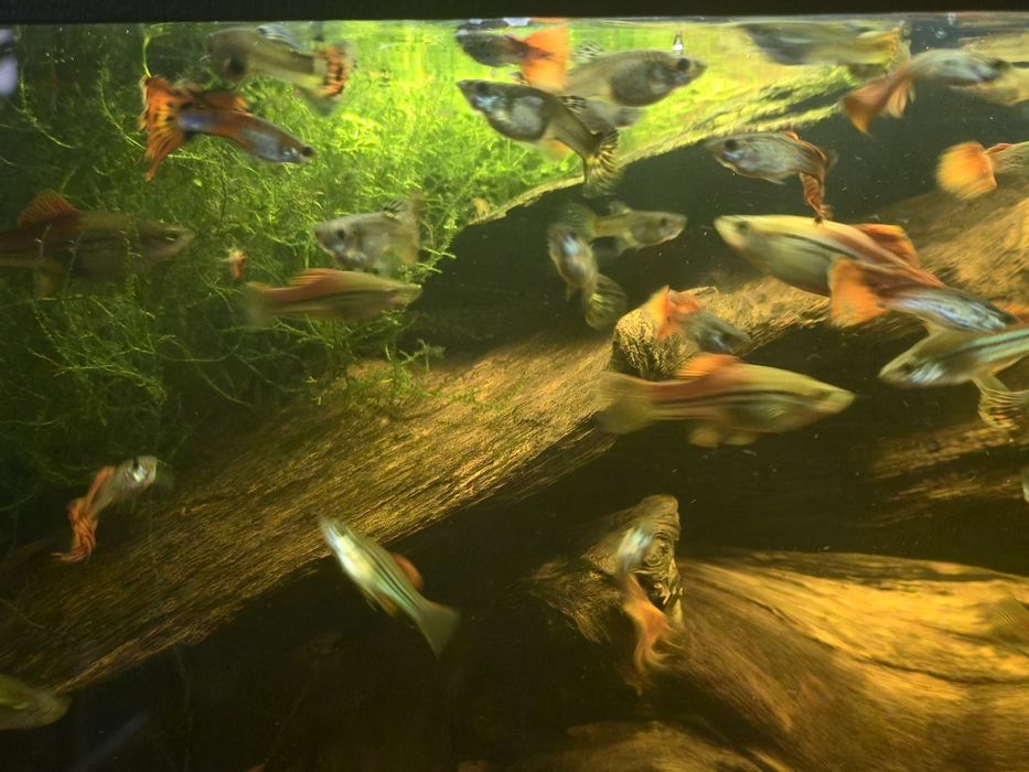 Piękny Gupik Pawie Oczko Mieczyk Zielony Wlasna hodowla Warszawa