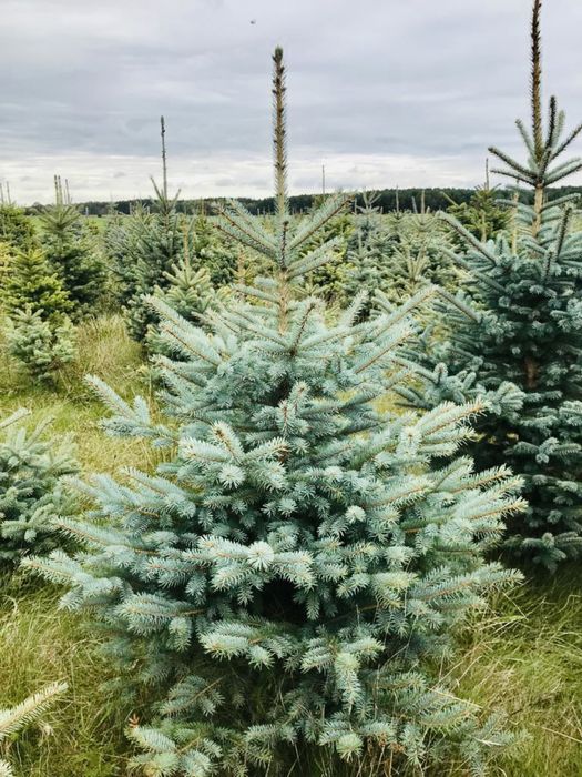 Świerk srebrny z plantacji