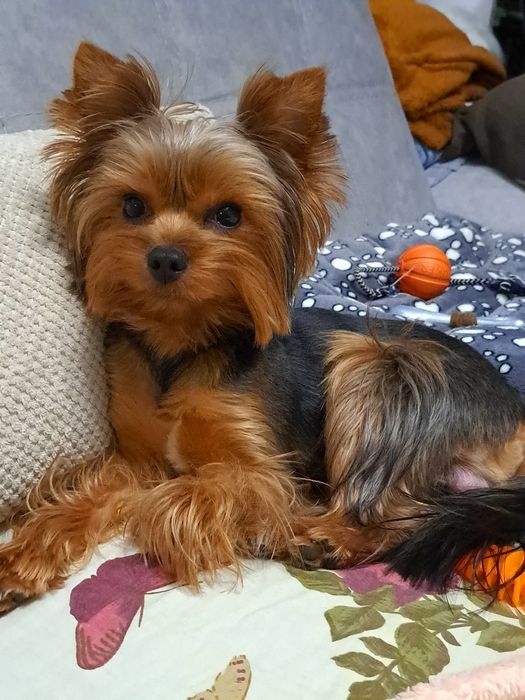 В'язка, молодий кобель шукає леді, документи КСУ