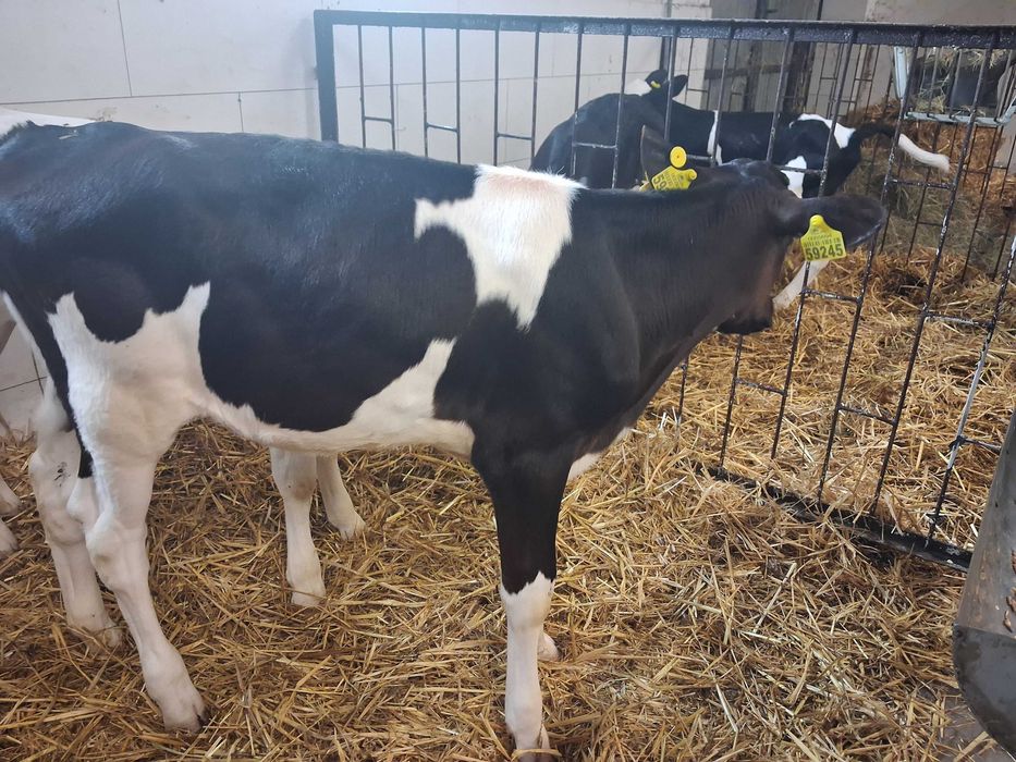 byczki cielaki cielęta