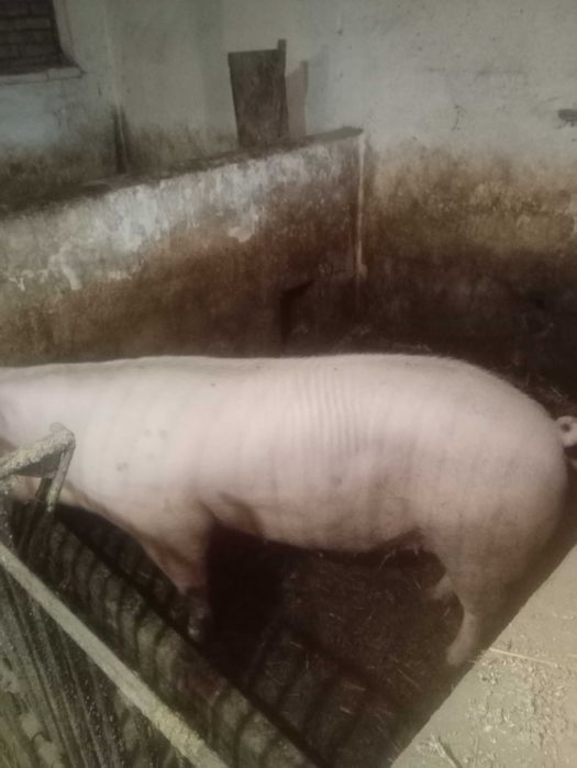 Maciora świnia miesna