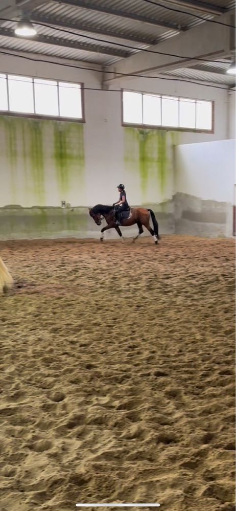 Vendo cavalo manso