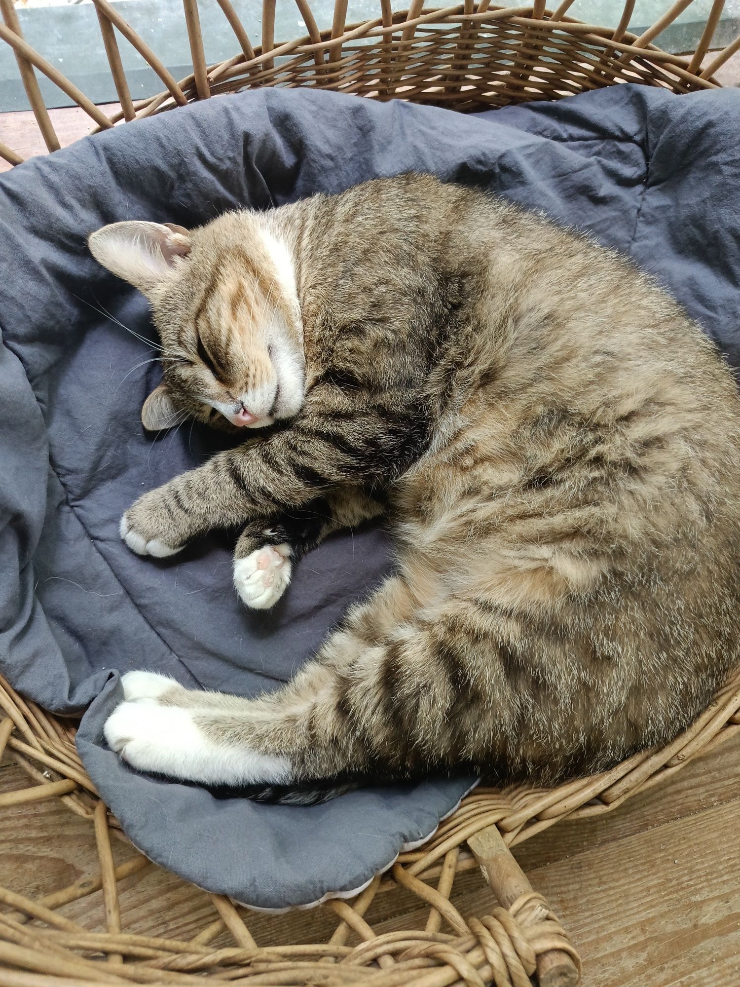 3 letni spokojny wykastrowany Klopsik do adopcji