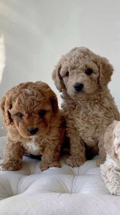 От 800€‼️Чистокровные элитные мальтипу мини в разных окрасах