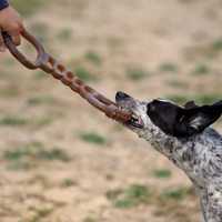 Brinquedo Orgânico para Cão