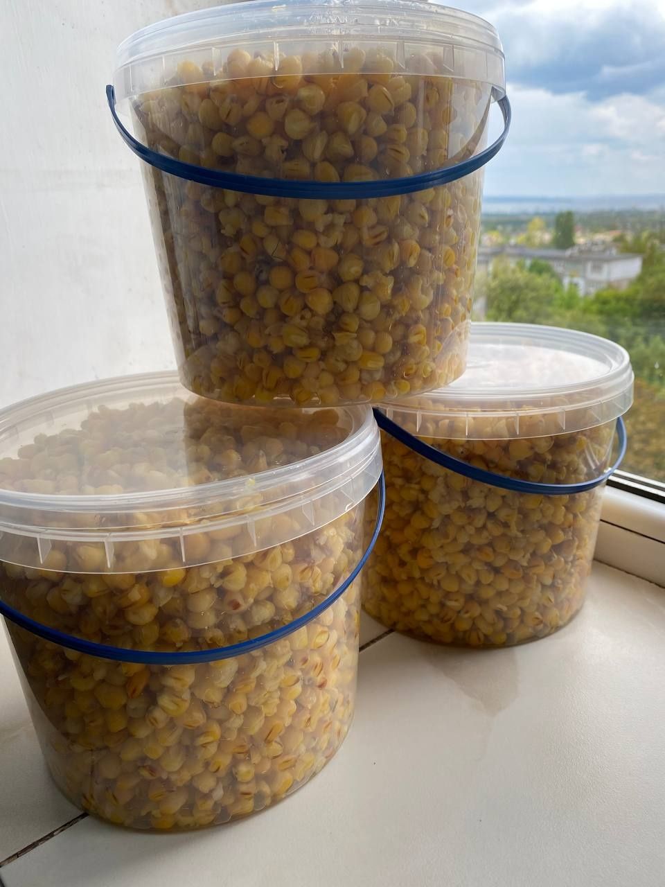 Кукурудза ферментована п'яна кукурудза короп білий амур