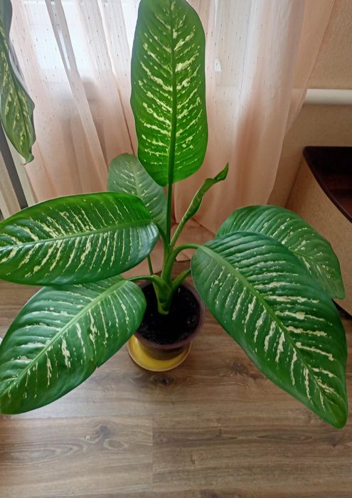 Неймовірно красивий вазон деффінбафія