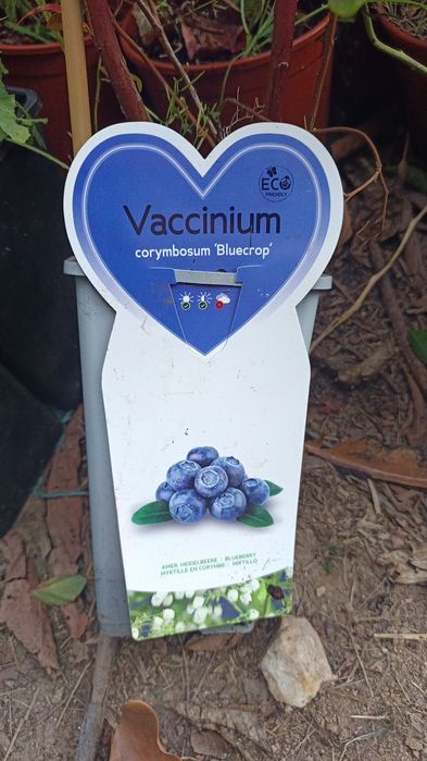 Mirtilos em vaso