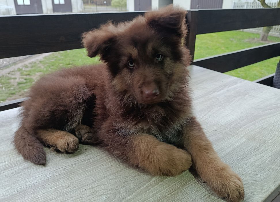 Owczarek Niemiecki Czekoladowy Szczeniak