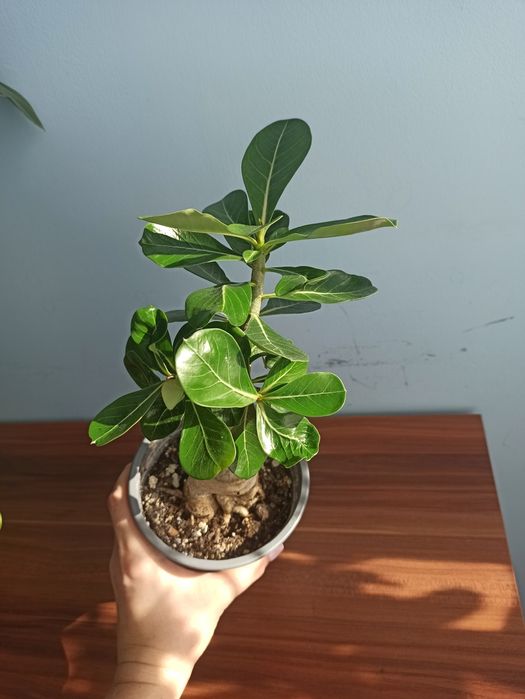 Adenium, roslina domowa.