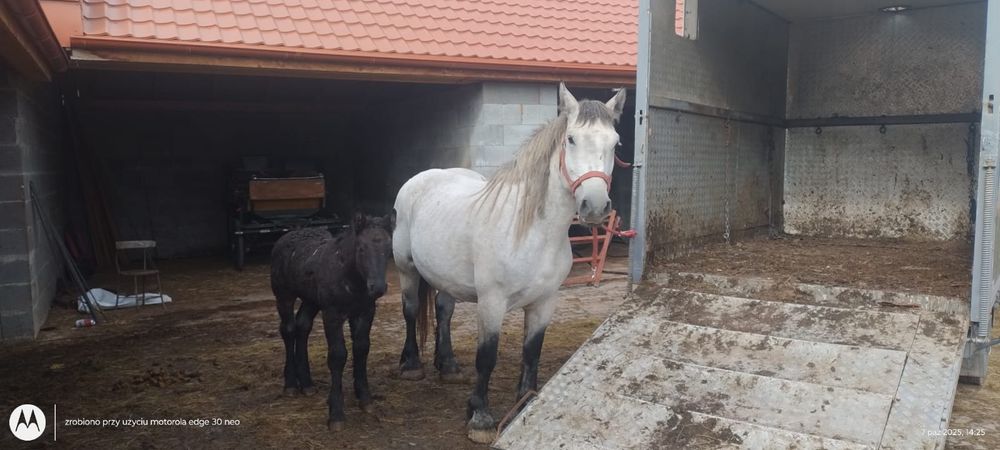 Sprzedam zimnokrwistą