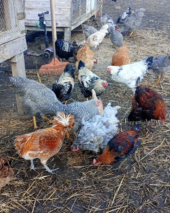 Koguty zwykle rosolowe