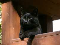Momo - piękny czarny kocurek do adopcji. Kot, adopcja, kocur