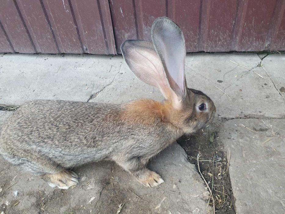 Młode Olbrzymy belgijskie