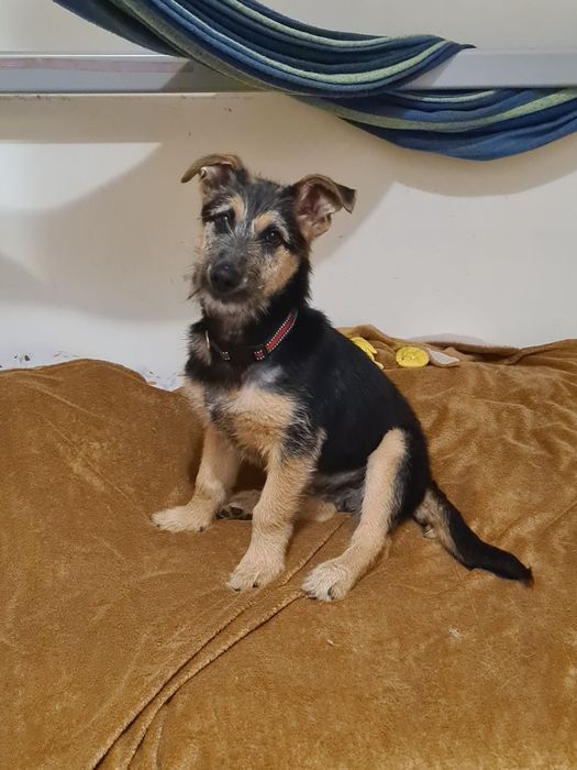 Szczeniak: Śliczny terierkowy Witko szuka domu na zawsze!