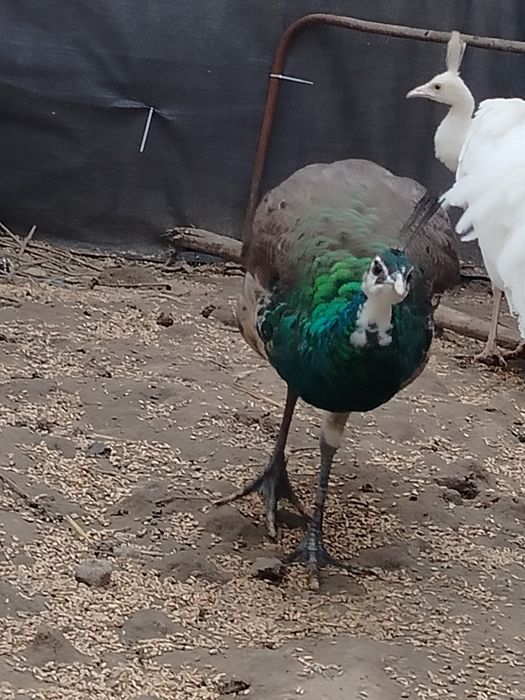 Paw szmaragdowy pawie szmaragdowe szmaragdy