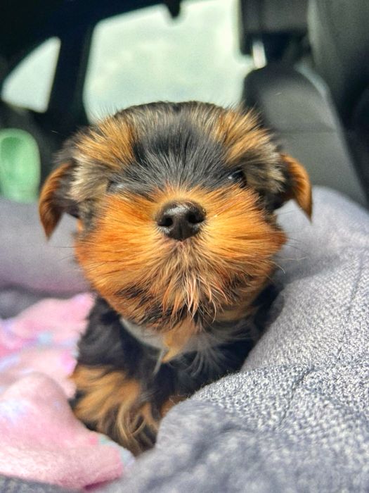 Йорки мікро