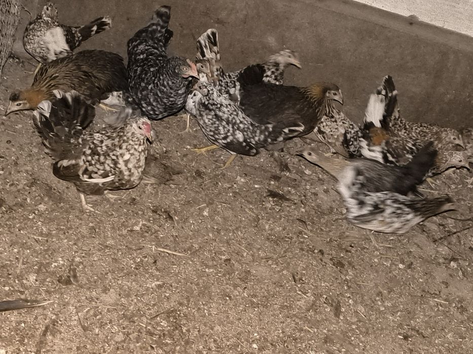 Sprzedam kurki liliputki