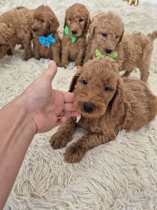 Goldendoodle f1b standard