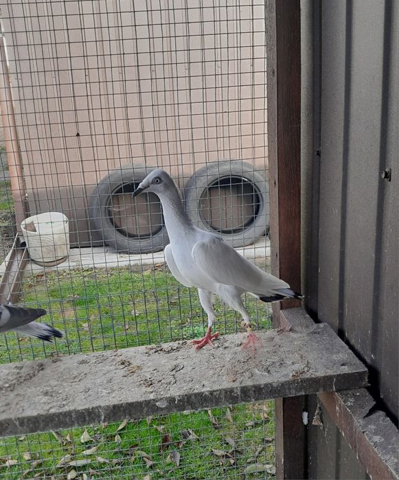 Gołębie ozdobne srebrniaki sercowe serki