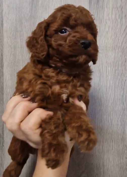 Щенки той пуделя Ред Браун