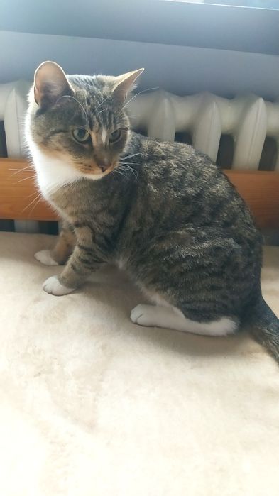 Młoda kotka szuka domu oddam kota kotkę