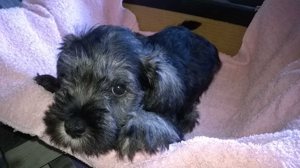 sznaucer miniaturowy - suczka