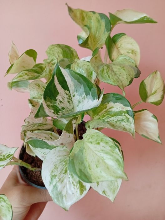 Вариегатный Эпипремнум сциндапсус  хепи лиф