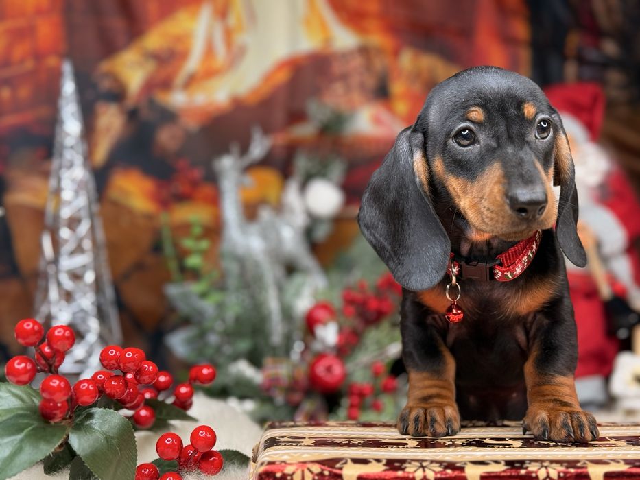 Jamnik krótkowłosy suczka