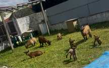 Vendo cabras anãs  novinhas