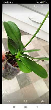 Орхідеі185продам обрізані