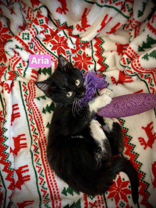 Aria i Melisa- dwie małe koteczki, które wniosą ciepło do Twojego domu