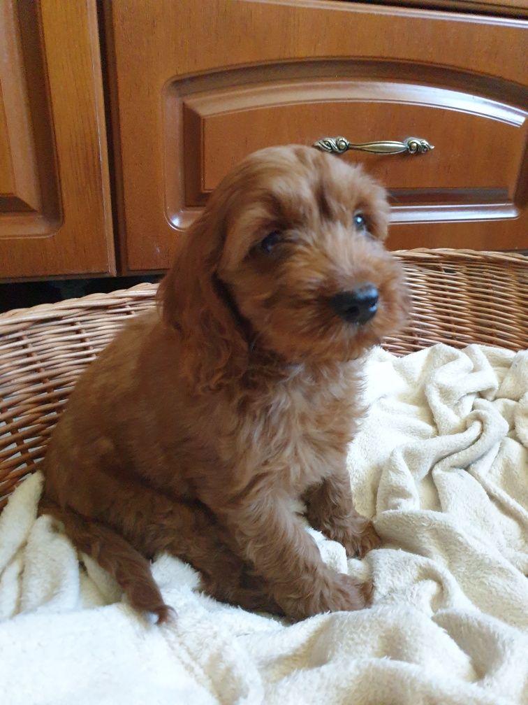 Cockapoo. Chlopczyk Nobel. Pudel miniaturowy/ Cocker spaniel