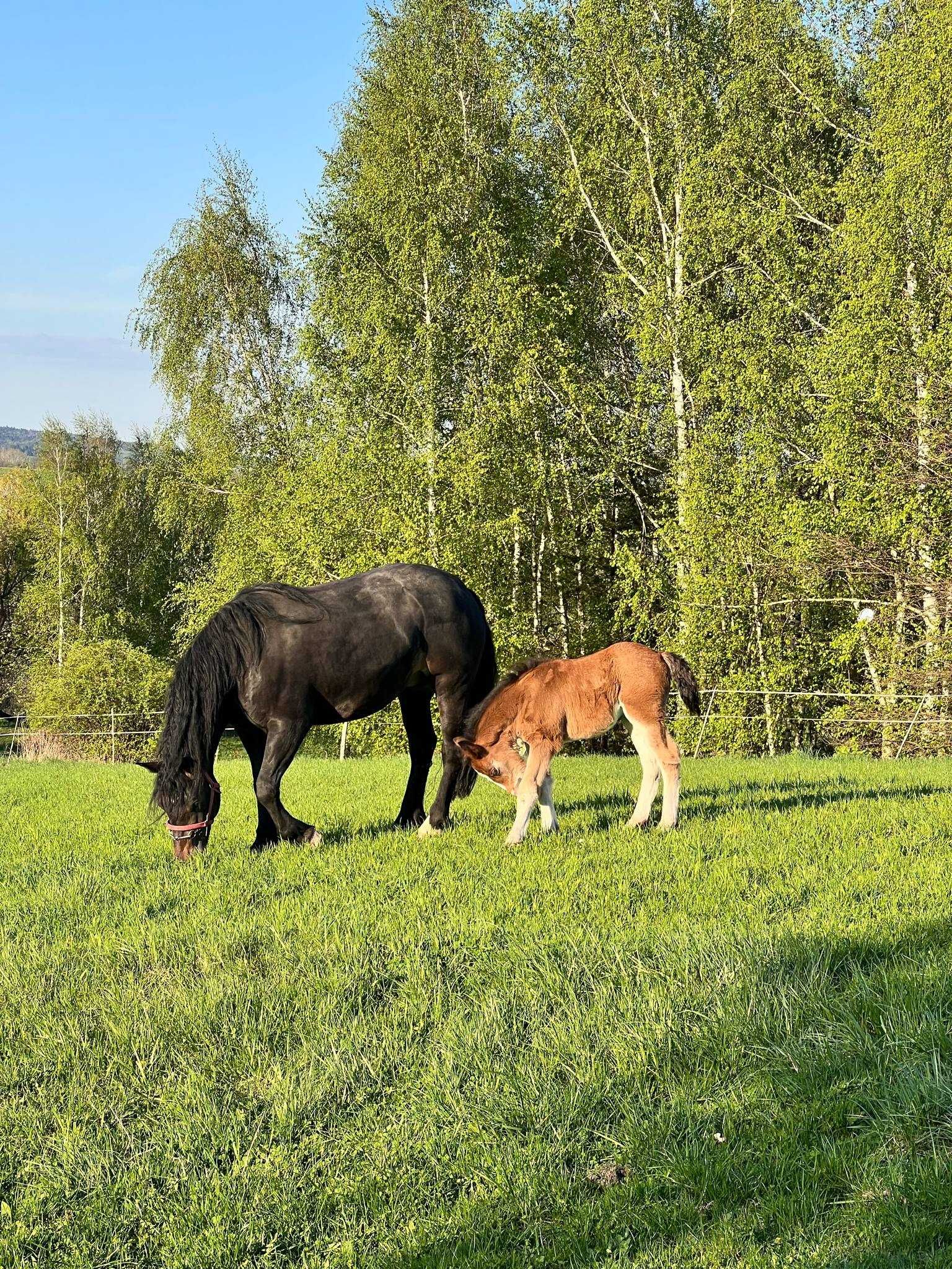Sprzedam piekną klacz