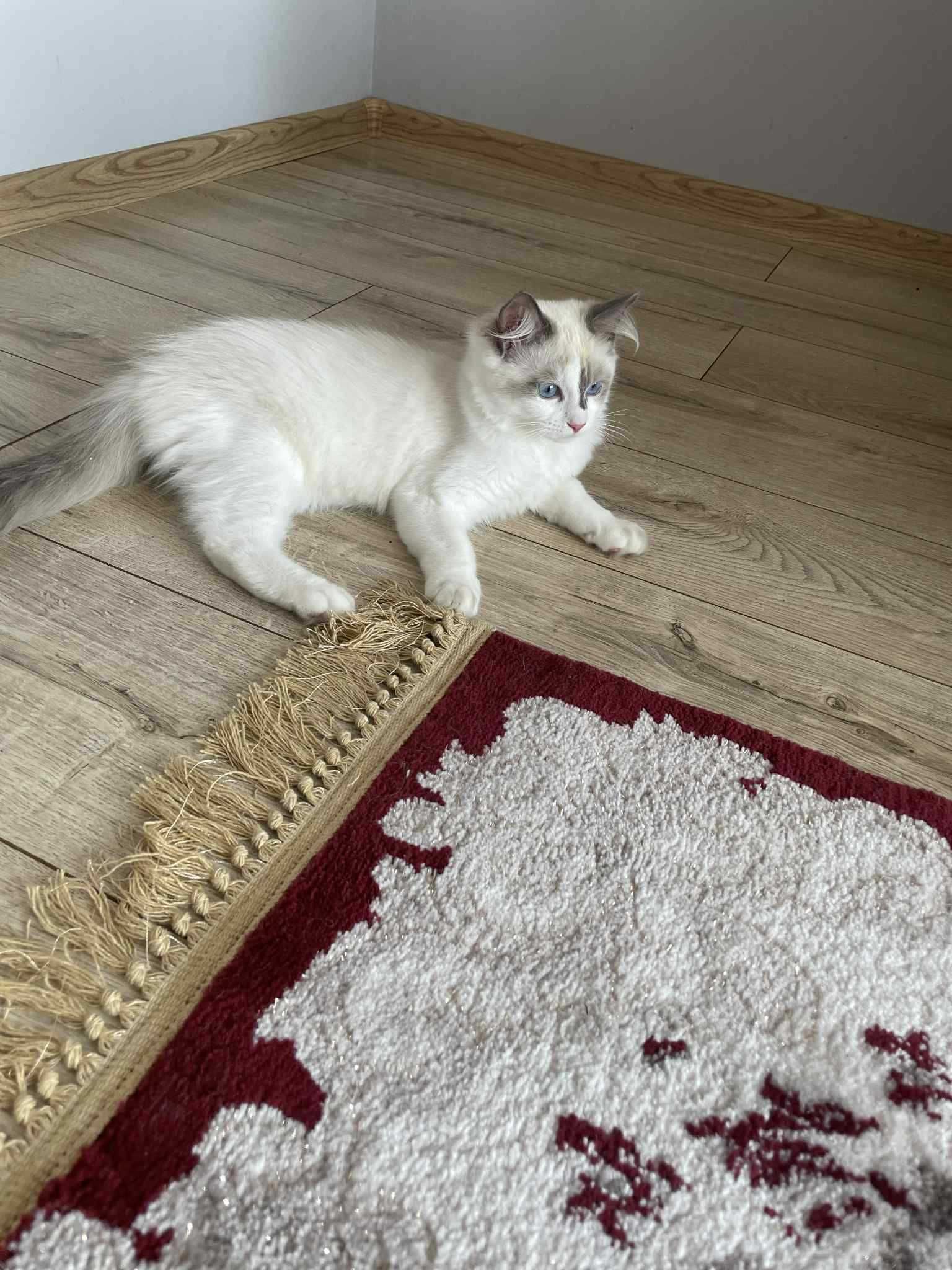 Kocięta rasy  Ragdoll FPL/FIFE