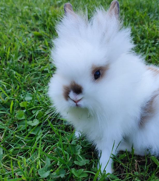 Левоголовий декоративний кролик