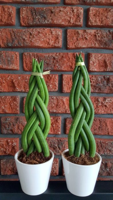 Sansevieria cylindrica 'Twist' WARKOCZ + OZDOBNA DONICZKA 30CM
