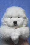 Suczka Samoyed, Samojed FCI