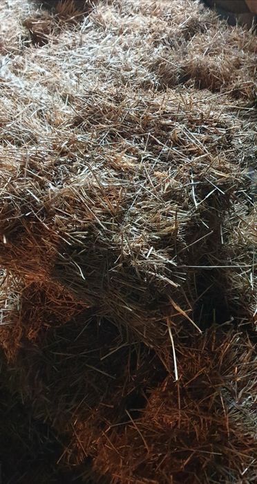 Słoma w kostkach 2025