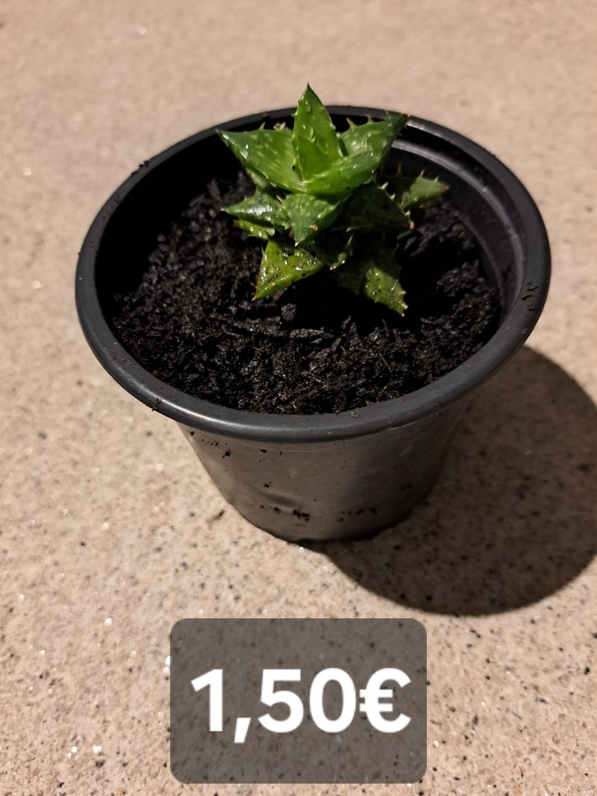 Plantas suculentas